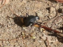 Stenocara gracilipes