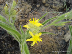 Hypoxis hemerocallidea