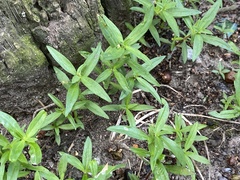 Oldenlandia corymbosa