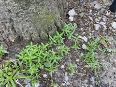 Oldenlandia corymbosa