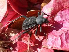 Somaticus aeneus
