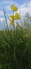 Spartium junceum