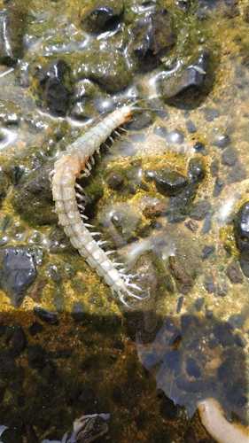 Otostigmus spinicaudus