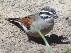 Emberiza capensis capensis