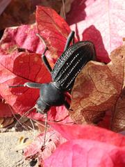 Somaticus aeneus
