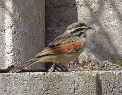 Emberiza capensis capensis