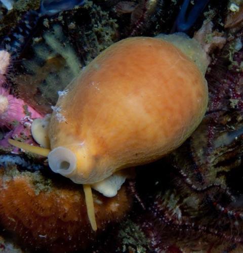 Cypraeovula algoensis