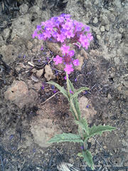 Verbena rigida