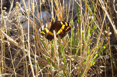 Aeropetes tulbaghia