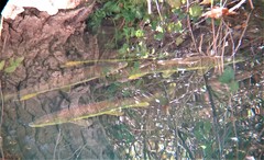 Luciobarbus sclateri