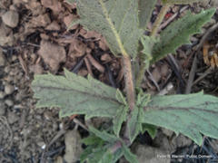 Verbena rigida