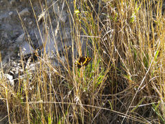 Aeropetes tulbaghia