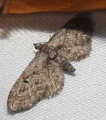 Eupithecia pusillata