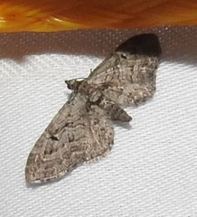 Eupithecia pusillata