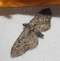 Eupithecia pusillata
