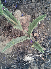 Verbena rigida