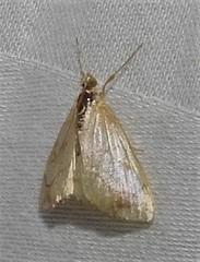 Evergestis pallidata