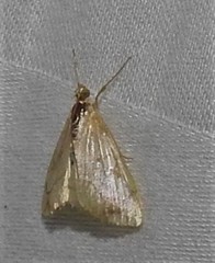 Evergestis pallidata