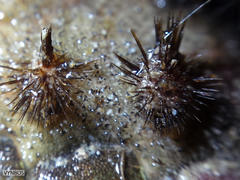 Acanthochitona garnoti