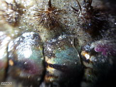 Acanthochitona garnoti