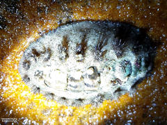 Acanthochitona garnoti