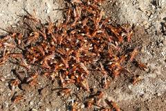 Belonogaster lateritia