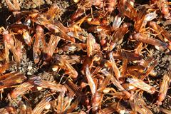 Belonogaster lateritia