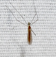 Gonomyia