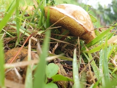 Suillus grevillei