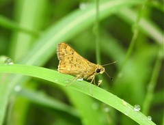 Potanthus pseudomaesa