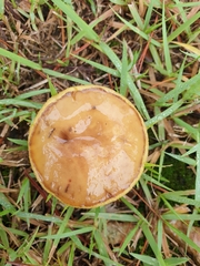 Suillus grevillei