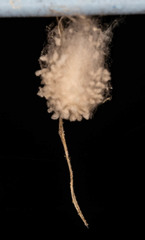 Euryopis funebris