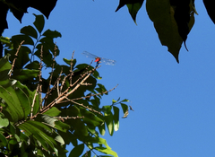 Orthetrum chrysis