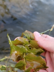 Potamogeton perfoliatus
