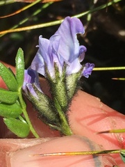 Oxytropis scammaniana
