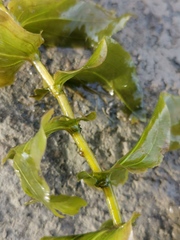 Potamogeton perfoliatus