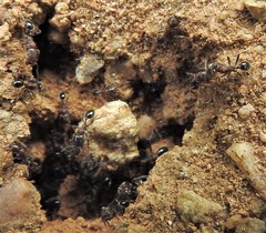 Trichomyrmex