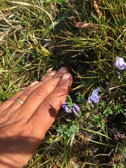 Oxytropis scammaniana