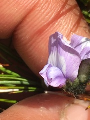 Oxytropis scammaniana