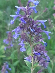 Nepeta grandiflora