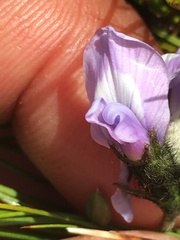 Oxytropis scammaniana