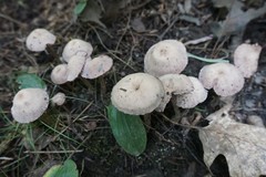 Cortinarius anomalus