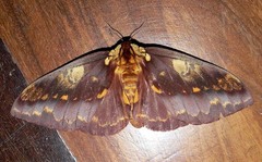 Citheronia phoronea
