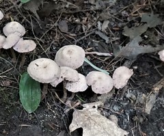 Cortinarius anomalus