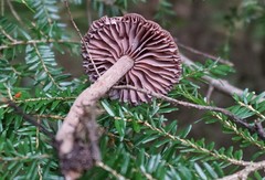 Cortinarius anomalus