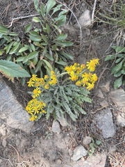 Senecio eremophilus