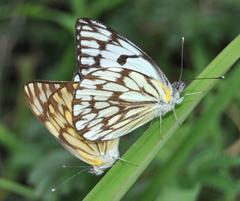 Belenois gidica abyssinica