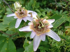 Passiflora bicornis