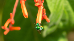 Euglossa