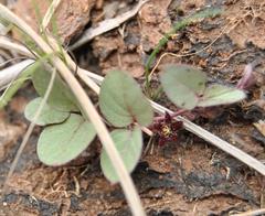 Brachystelma swazicum